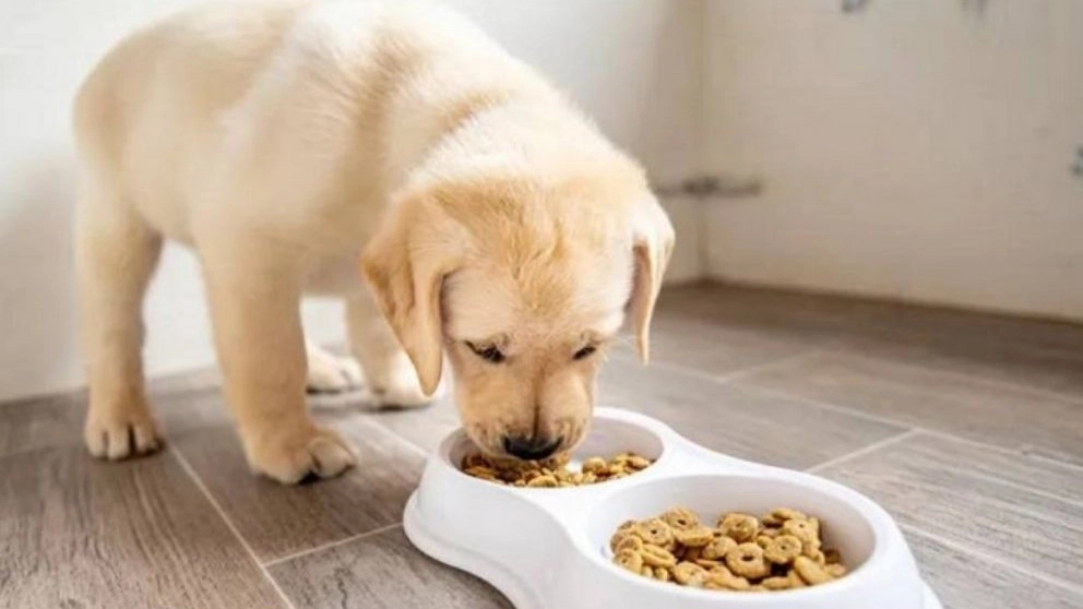 Dog food for different breeds