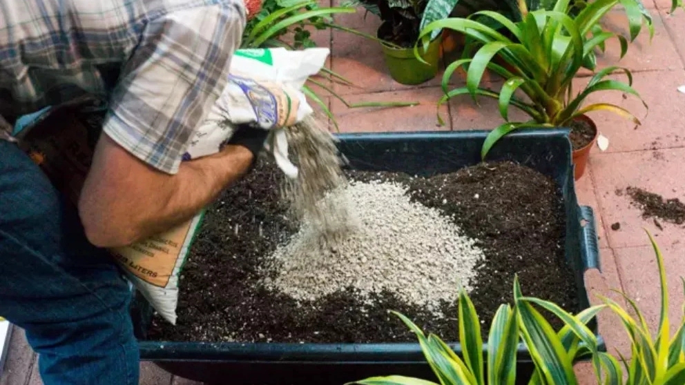 Rapid growth of seedlings with mineral pumice