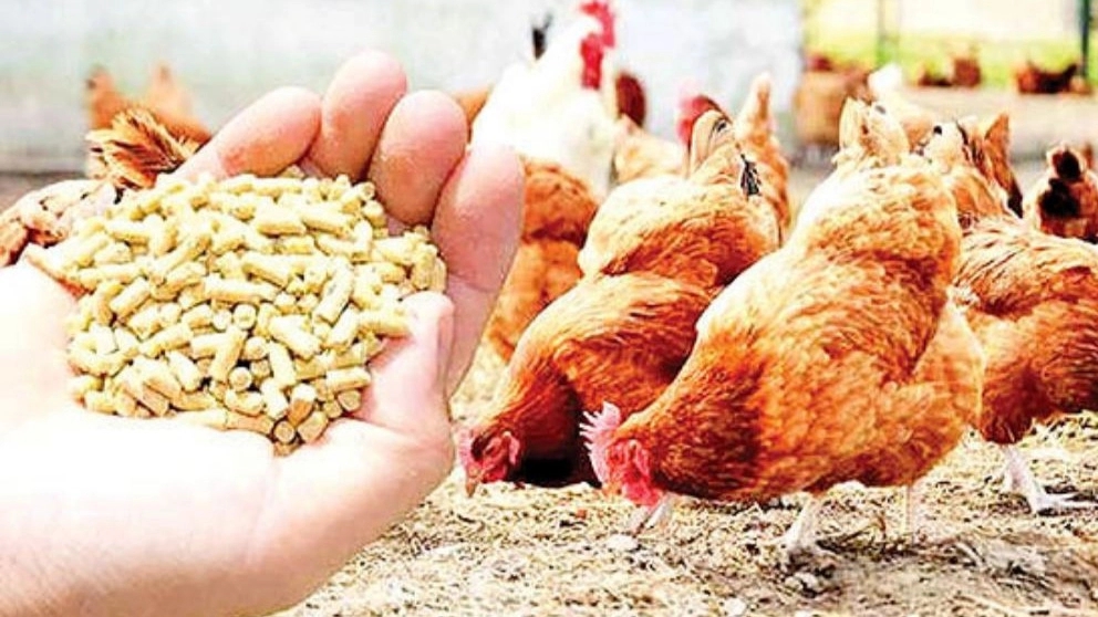 How is animal feeding done?