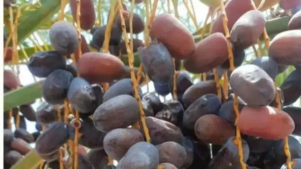 Export of first-class dates from Amjazinejad brothers in Kerman