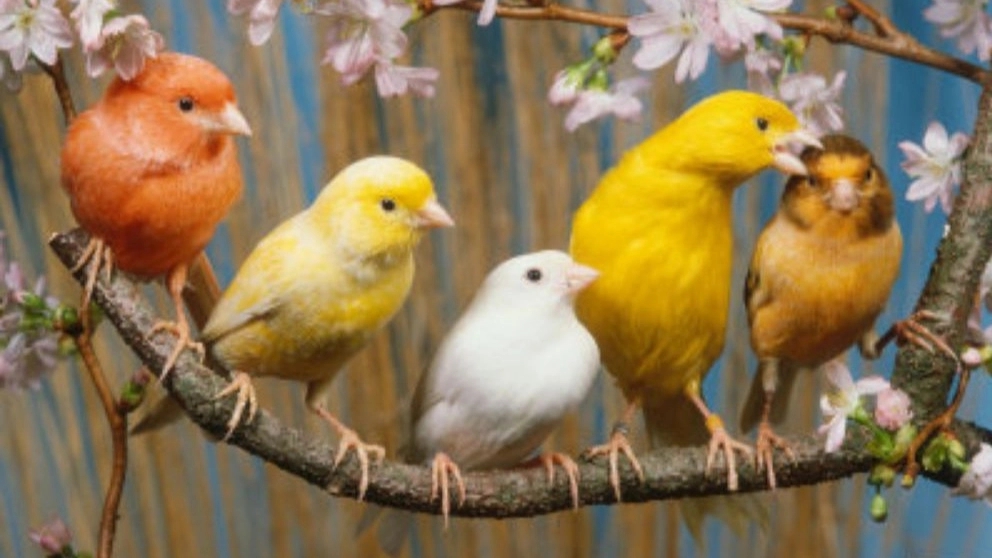 Breeding and selling all kinds of meat and ornamental birds in Langrod