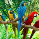 Breeding and selling all kinds of meat and ornamental birds in Langrod