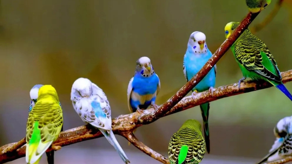 Tips on keeping ornamental birds