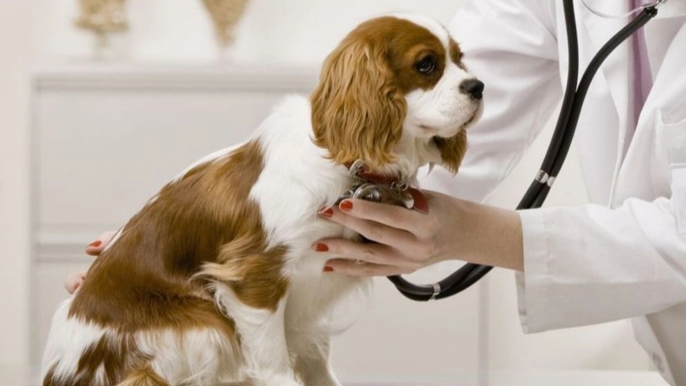 Rad veterinary clinic pet shop in Tehran