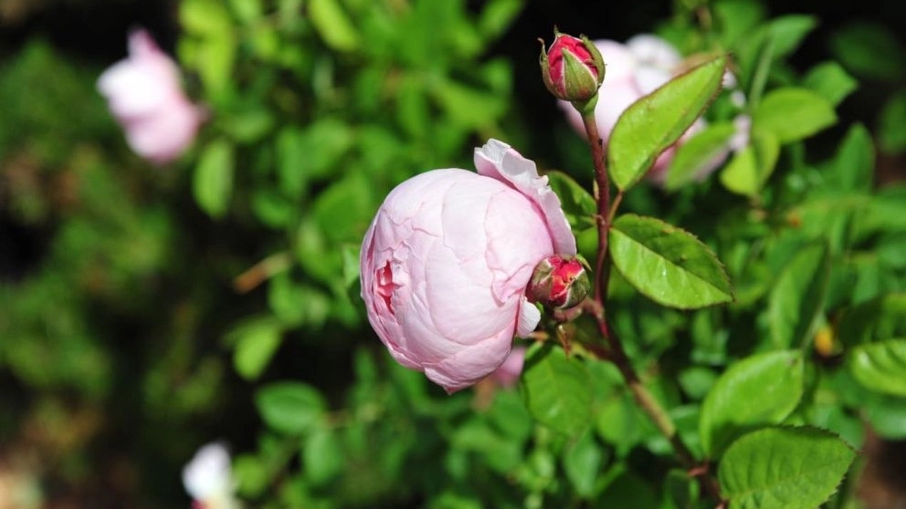 نکاتی در مورد گل رز هلندی