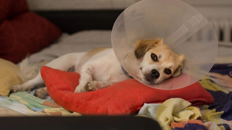 Benefits of neutering pets