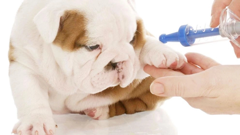 What is a vaccine and why is it important?