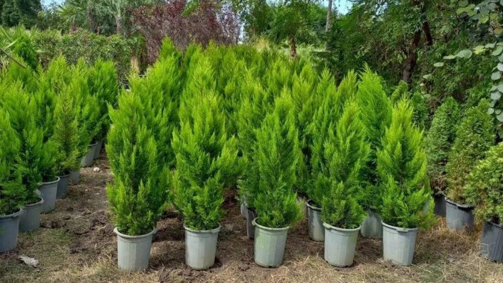 Production and sale of all kinds of green space flowers in Mazandaran