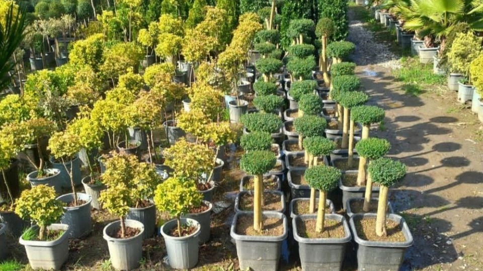 The benefits of green spaces