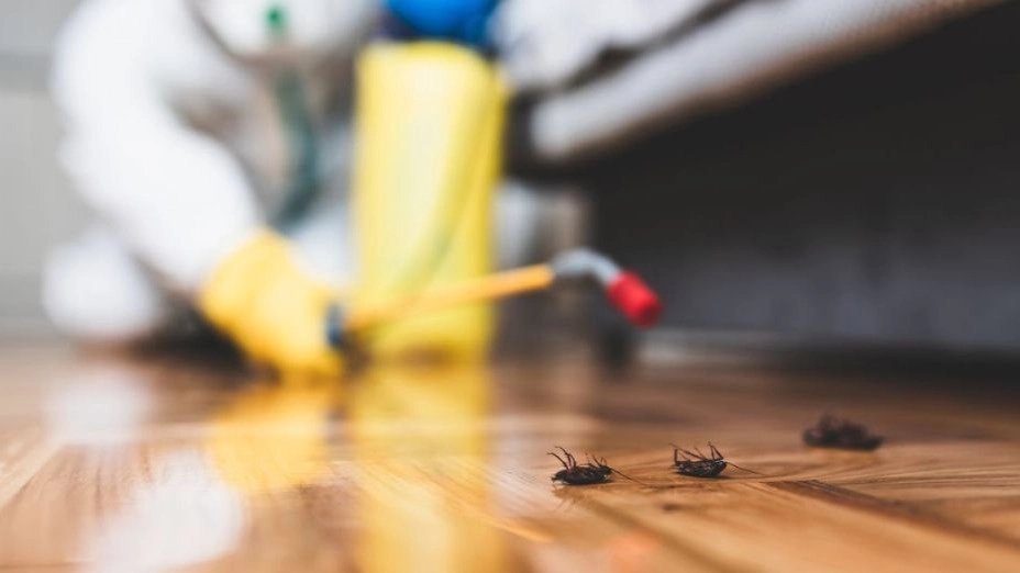 Termite spraying in Bushehr