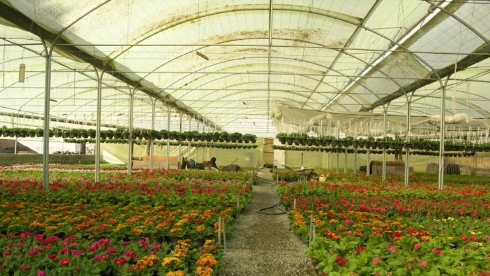 Types of greenhouses