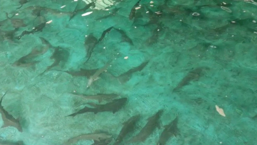 Abad Karaj Fish House