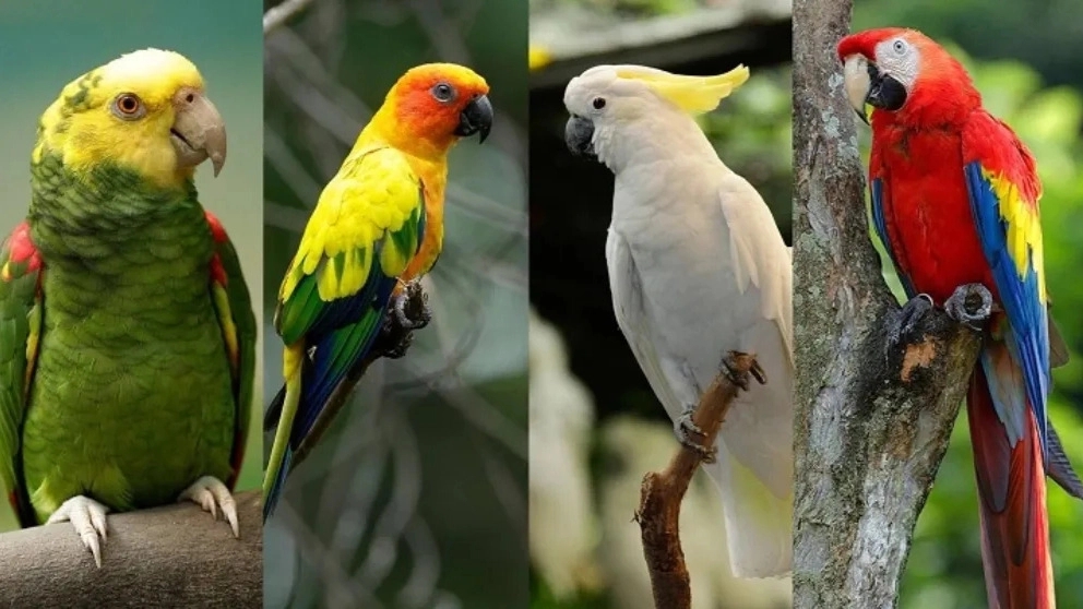Keeping a parrot at home