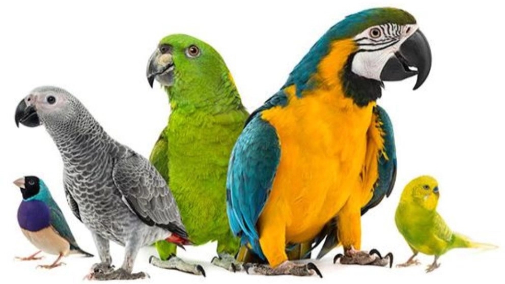 The most famous parrots in Iran