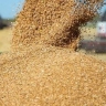 Wholesale sale of Javadi animal feed waste in Isfahan