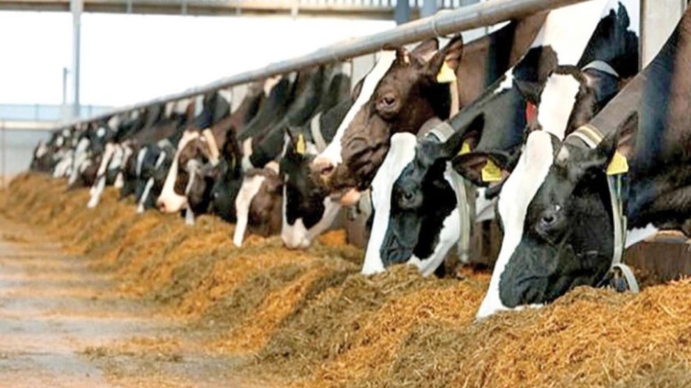 Wholesale sale of Javadi animal feed waste in Isfahan