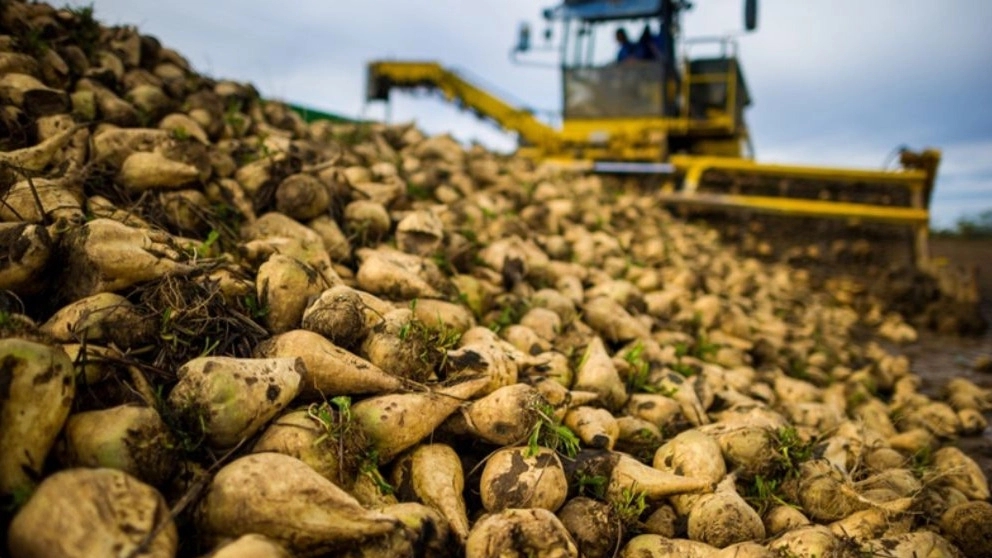 The use of sugar beet pomace in animal nutrition