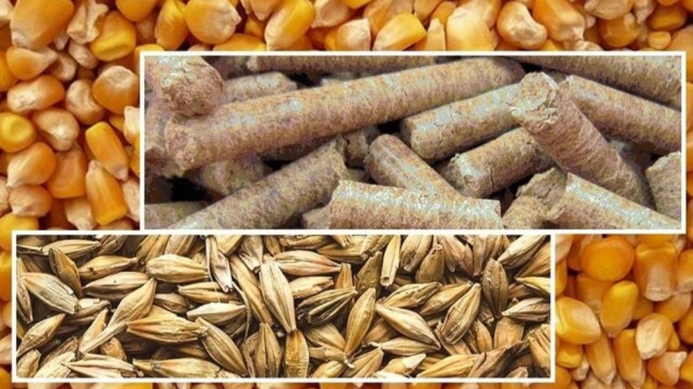 Seeds used in livestock and poultry feed