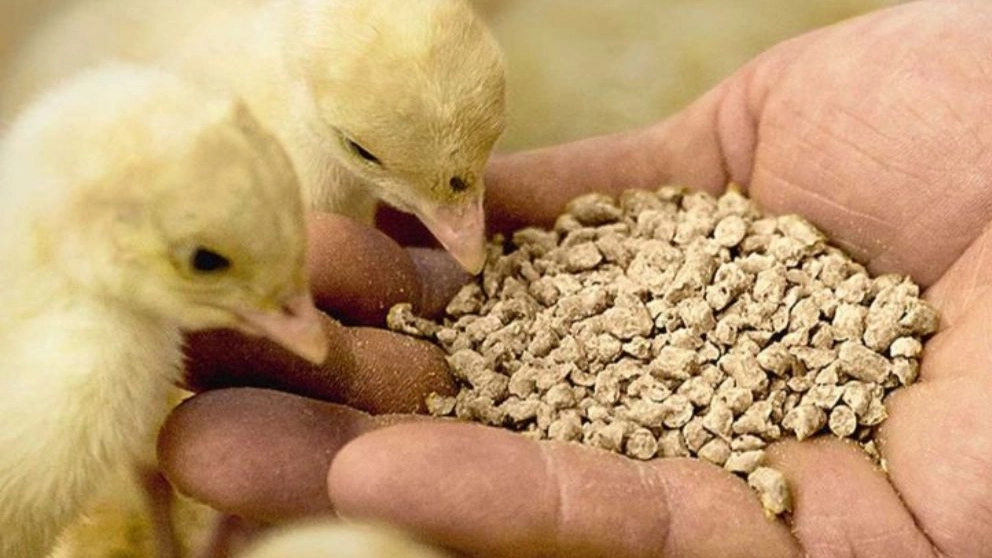 Sources of animal and poultry feed
