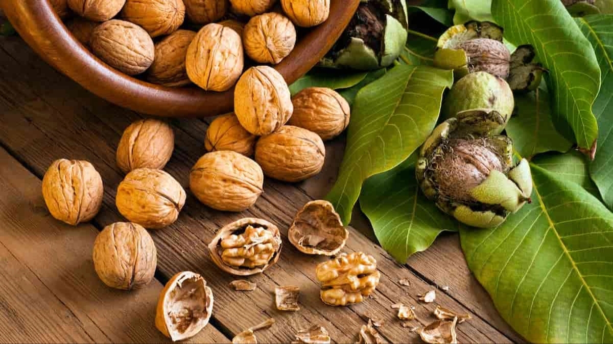 Sale of walnut seedlings and Yashil nursery in Miandoab