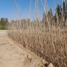 Buying and selling all kinds of seedlings in Shamshiri nursery in Razavi Khorasan
