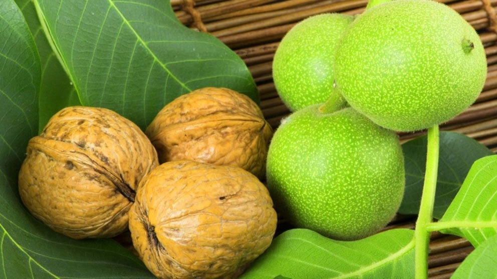 What should we do to make the walnut tree fruitful?