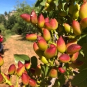 Production and supply of pistachio seedlings by Zarezadeh in Mehriz