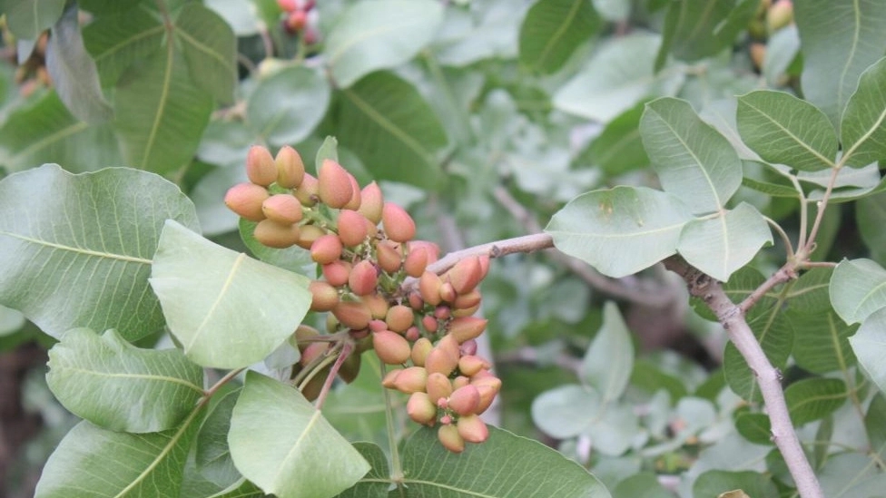 Production and supply of pistachio seedlings by Zarezadeh in Mehriz