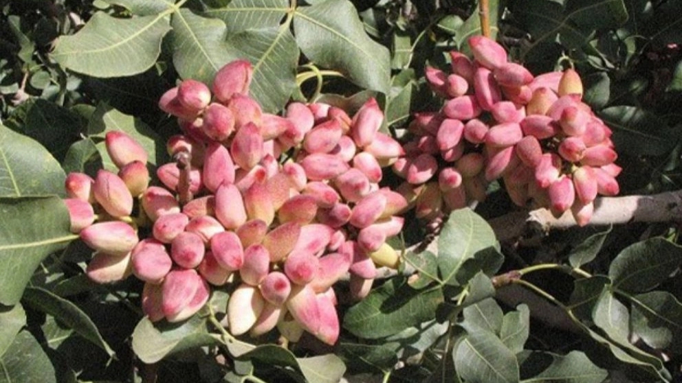 خواص پسته