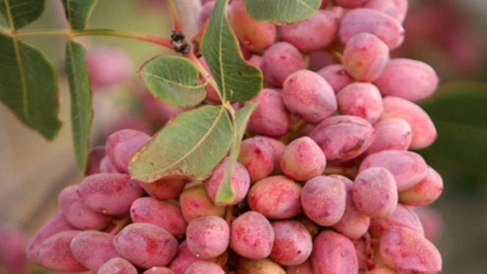 Properties of pistachios