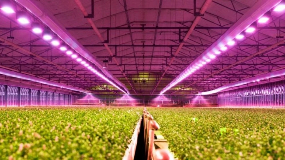 Use of industrial electricity in greenhouses