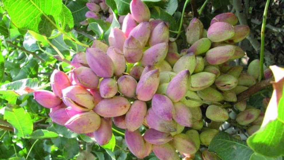 How to care for pistachio seedlings
