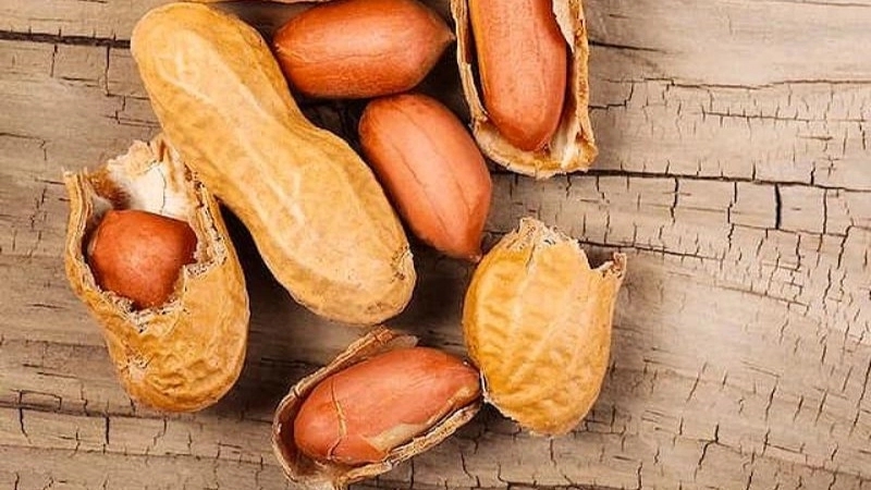 Wholesale sale and export of Dadashi Mehr peanuts in Tehran