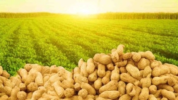 Peanut export capacity in Iran