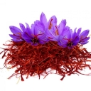 Selling saffron 101 in Shahanjrin, Hamadan