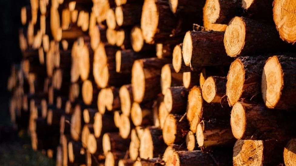Construction uses of fir wood