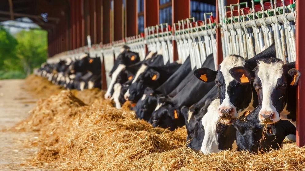 Influential factors in live animal nutrition