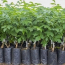 Javad Asdlo nursery in Azerbaijan