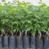 Javad Asdlo nursery in Azerbaijan