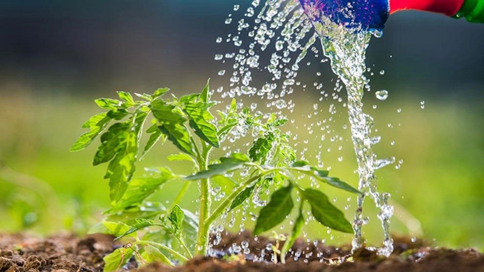 How to water newly planted seedlings