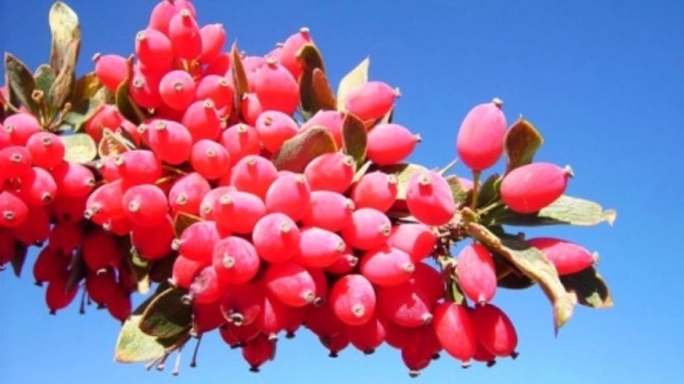 Sale of Kabodan barberry in Birjand, Khorasan