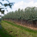 Iranian jujube and sugar pine tree nursery in Khova Khorasan