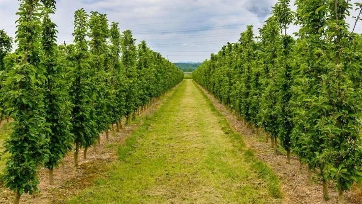 Iranian jujube and sugar pine tree nursery in Khova Khorasan