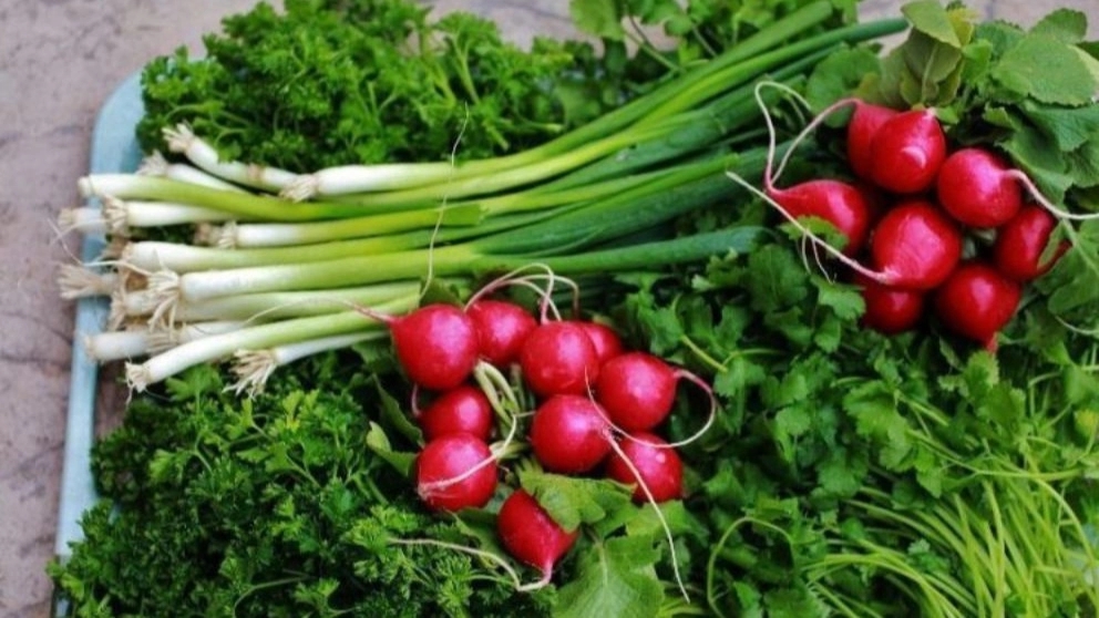 روش نگهداری سبزی خوردن