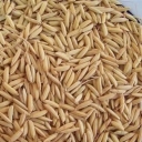Cultivation and sale of rice box rice seeds in Astane Ashrafieh, Gilan