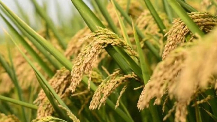 Cultivation and sale of rice box rice seeds in Astane Ashrafieh, Gilan