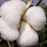 Buying and selling cotton mills of Khorasan cotton farmers in Bojnord