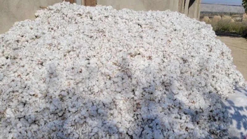 Buying and selling cotton mills of Khorasan cotton farmers in Bojnord