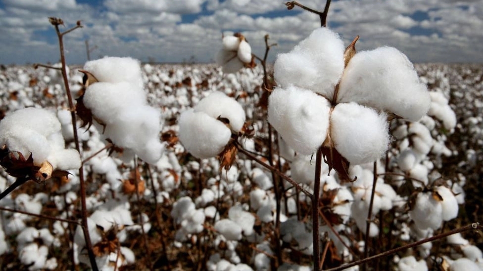 Properties of cotton fibers
