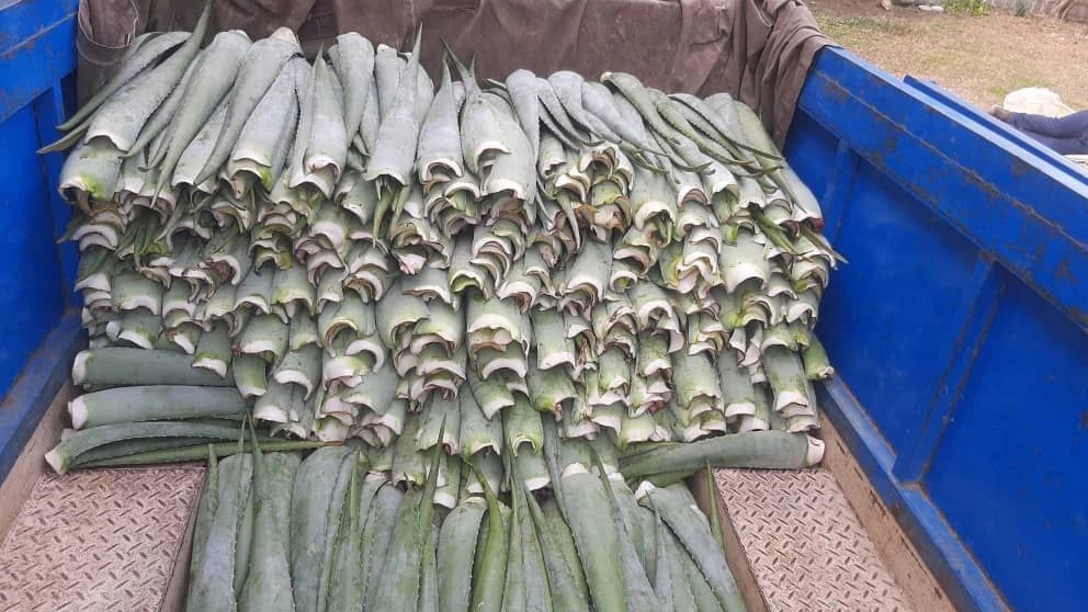 Production and sale of aloe vera and honey by Abbaszadeh in Maklevan